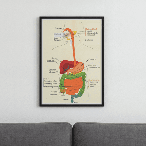 [UNFRAMED] StateSide Prints Human Digestive System Diagram Anatomy Wall Art Biology Chart Poster