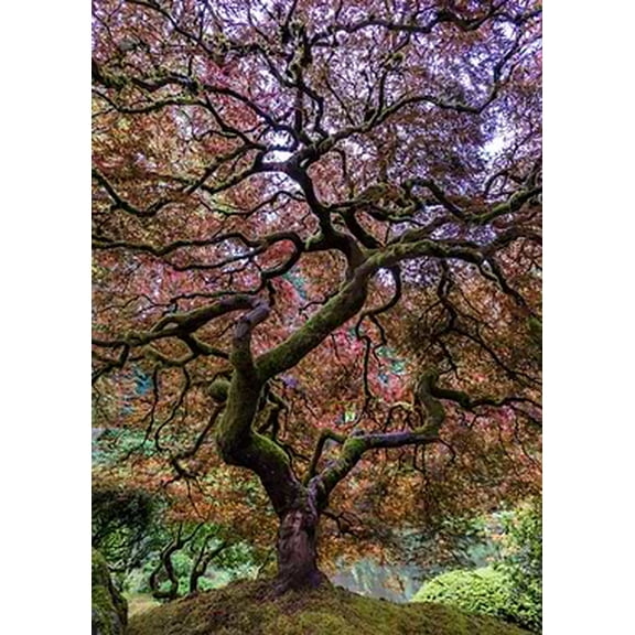 [UNFRAMED] Twisted Crimson Maple Tree Wall Art