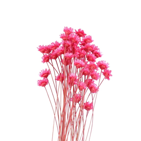 UNOMOR 50 Lovely Brazilian Small Star Flowers for Home Decor Real Dried Flower Arrangement Flexible Stems