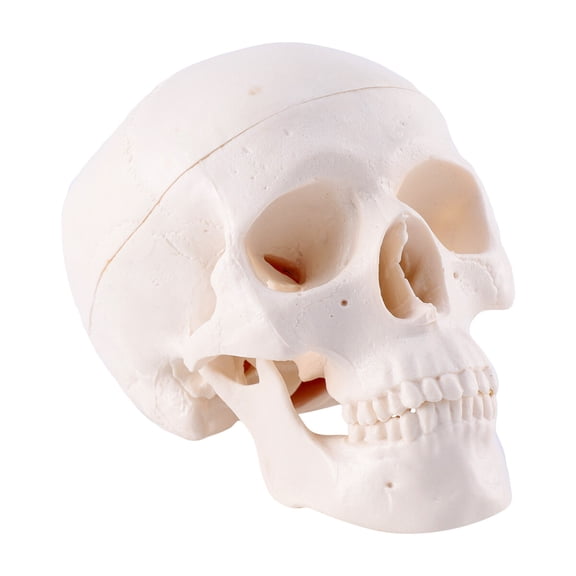 UNOMOR Gothic Skull Head Ornament  Decor White PVC 1Set