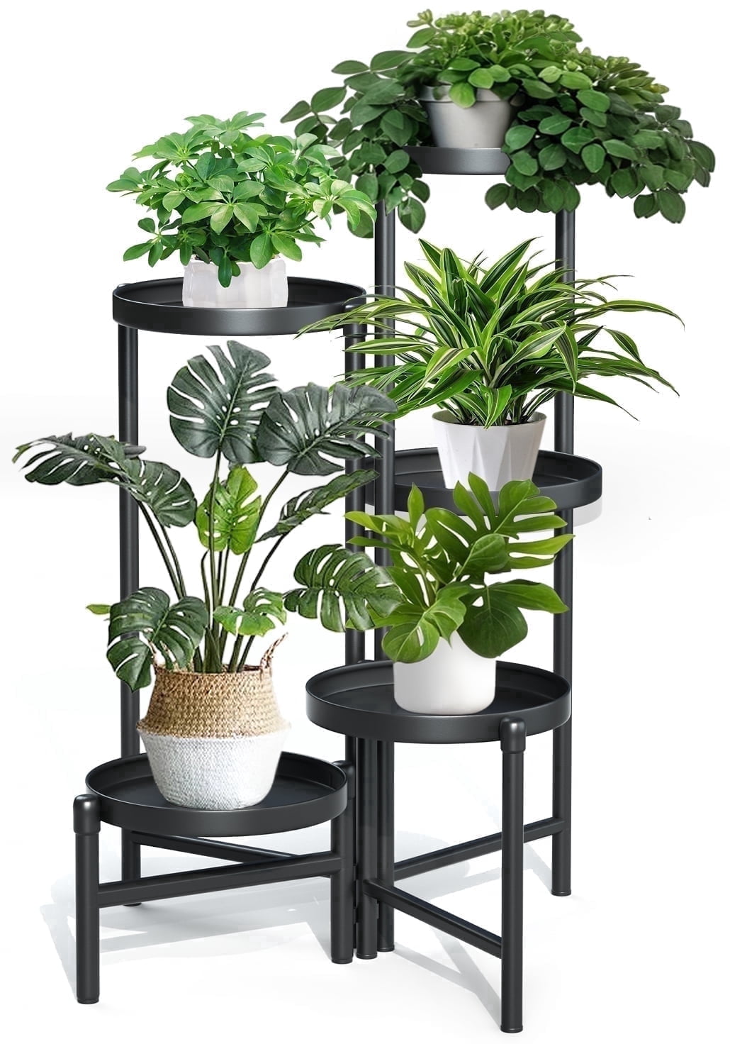 where to buy money tree plant near me Money Tree ( Pachira aquatica ) for Sale main image 1