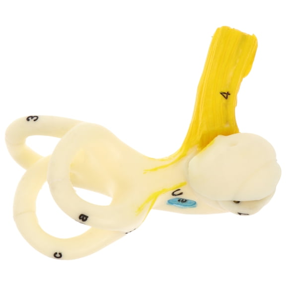 UPOUART MultiColor Ear Anatomy Prop for Kids Plastic Educational Display Size 9.5 x 6.5 Inches