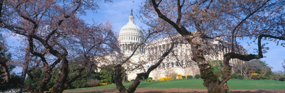 US Capitol building and cherry blossoms Washington DC Canvas Art - Panoramic Images (27 x 9)