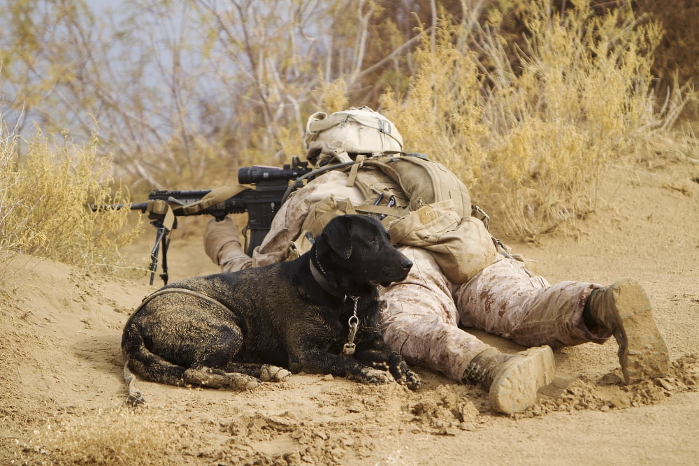 US Marine and a military working dog provide security in Afghanistan Canvas Art - Stocktrek Images (35 x 24)