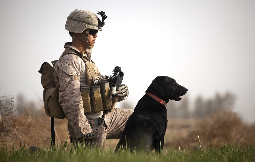 US Marine holds security in a field with his IED detection dog Canvas Art - Stocktrek Images (35 x 23)