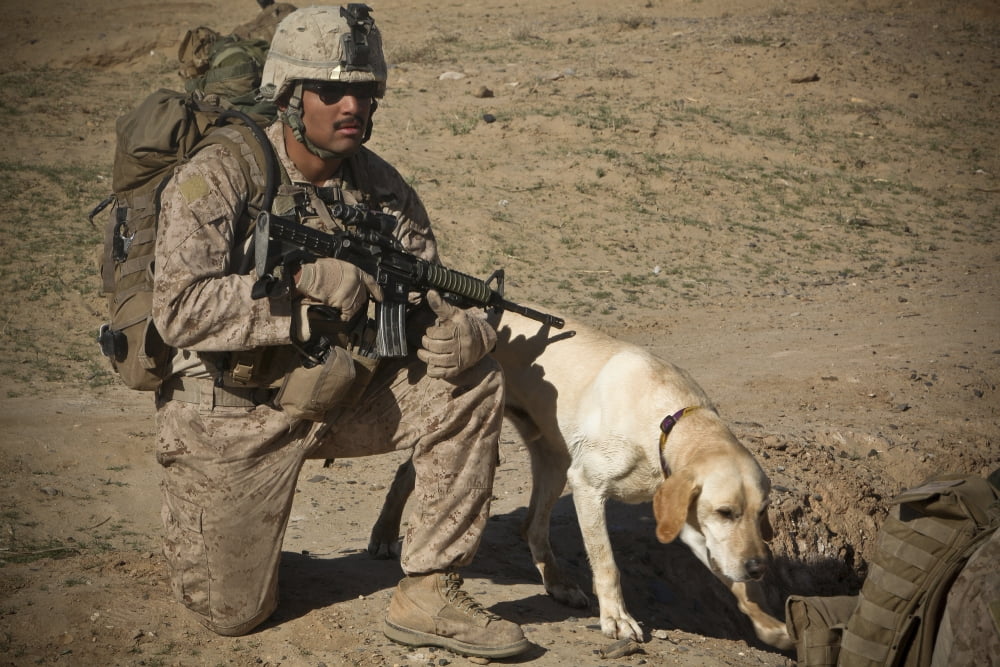 US Marine provides security with his military working dog Canvas Art - Stocktrek Images (35 x 23)