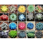 US SEED BANK 50 Mixed Lithops Plant Seeds, Rare Living Stones