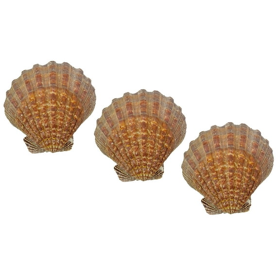 US Shell, 3 Piece, Lion's Paw Sea Shell, 13 to 15 Centimeter Size