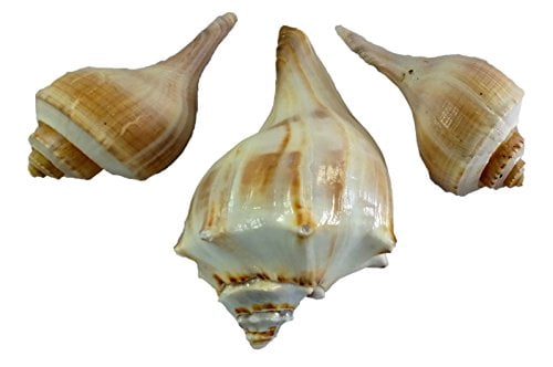 All Sea Shell US Shell, 3 Piece Whelk Sea Shell Assortment - Walmart.com