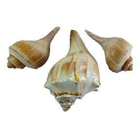 US Shell, 3 Piece Whelk Sea Shell Assortment