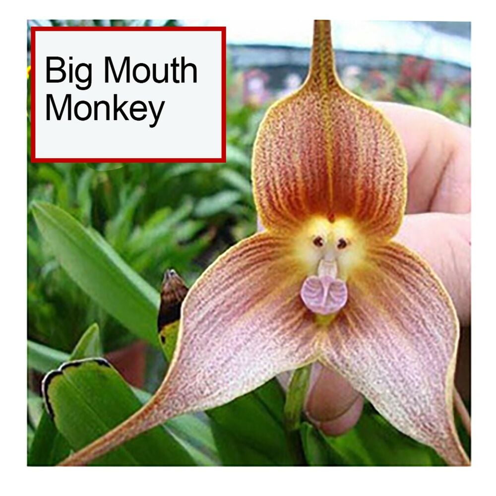 US Very Rare Dracula Simia Monkey Face Orchid Seed Choice Of 50 Or us-very-rare-dracula-simia-monkey-face-orchid-seed-choice-of-50-or