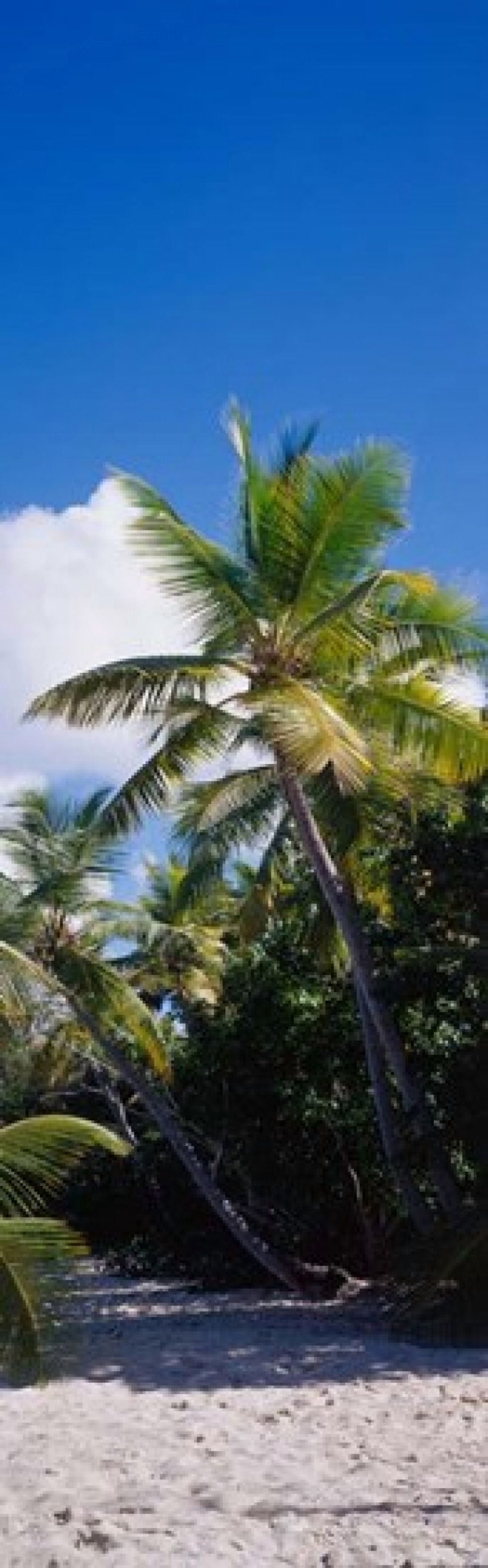US Virgin Islands Canvas Art - Panoramic Images (12 x 39)