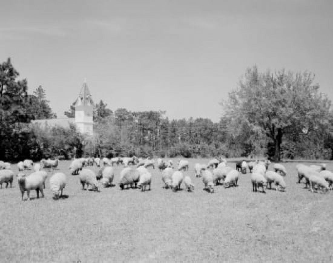 USA Alabama Loxley sheep and country church Canvas Art - (18 x 24)