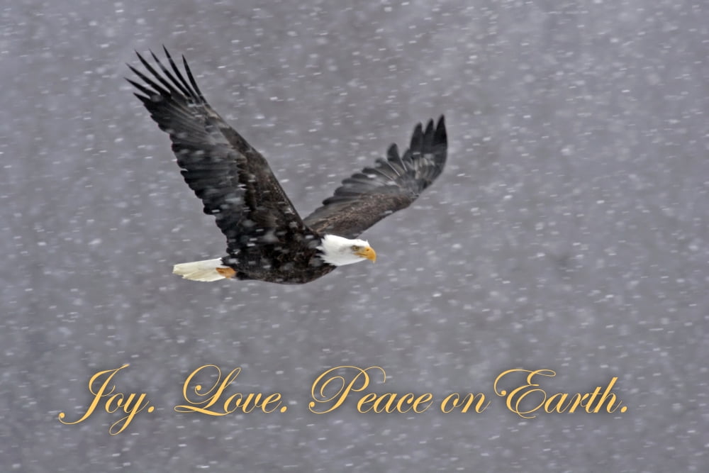 USA Alaska Chilkat Bald Eagle Preserve Bald eagle flying through snowstorm Credit as Cathy & Gordon Illg Jaynes Gallery DanitaDelimontcom Canvas Art - Jaynes Gallery Danita Delimont (17 x 11)