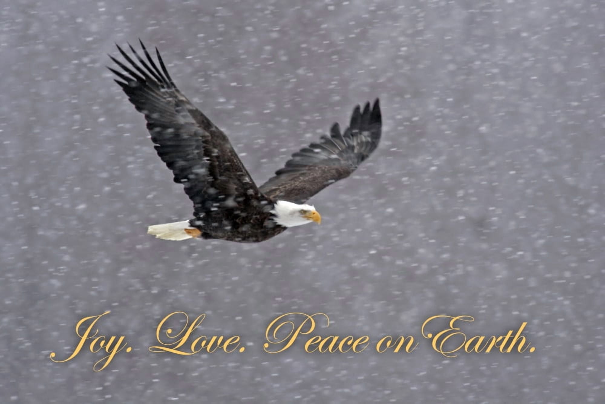 USA Alaska Chilkat Bald Eagle Preserve Bald eagle flying through snowstorm Credit as Cathy & Gordon Illg Jaynes Gallery DanitaDelimontcom Canvas Art - Jaynes Gallery Danita Delimont (34 x 22)
