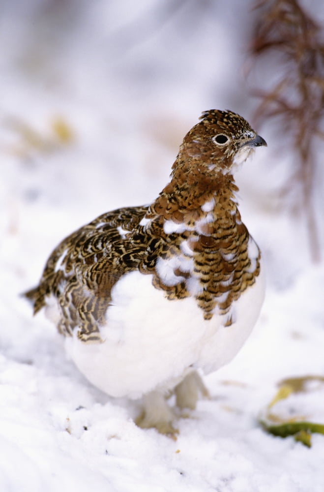 USA Alaska Willow Ptarmigan in snow Denali National Park Canvas Art - John Hyde Design Pics (11 x 17)