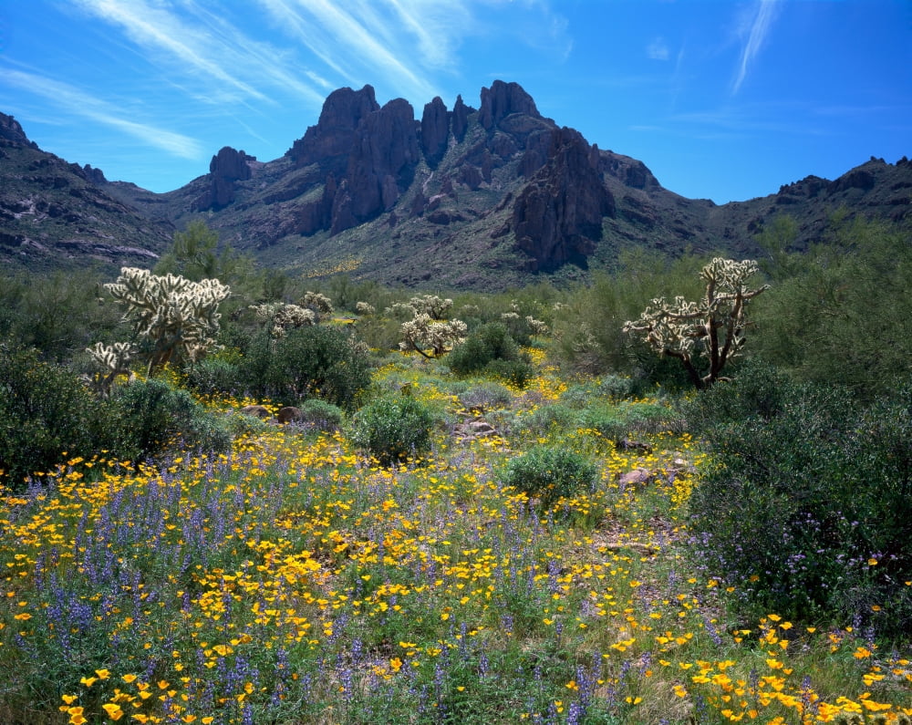 USA Arizona Organ Pipe Cactus National Monument Wildflowers on the mountain Canvas Art - Panoramic Images (12 x 36)