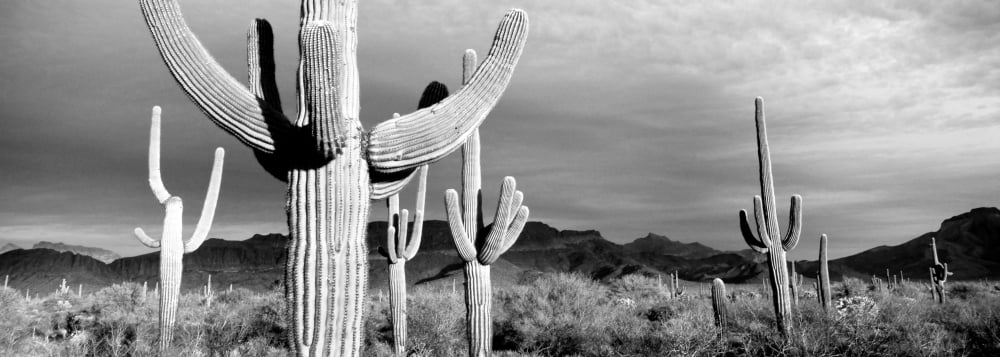 USA Arizona Organ Pipe National Monument Canvas Art - Panoramic Images (7 x 18)