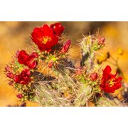 USA-Arizona-Saguaro National Park Close-up of cholla cactus flowers Poster Print - Gallery Jaynes 34 x 23