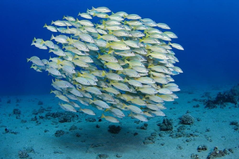 USA Bluestripe Snapper (Lutjanus Kasmira) Hawaii Canvas Art - Dave Fleetham Design Pics (17 x 11)