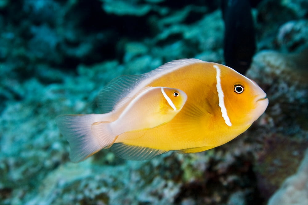USA Bright orange Anemone Fish swimming with new baby near coral reef Hawaii Canvas Art - Dave Fleetham Design Pics (34 x 22)
