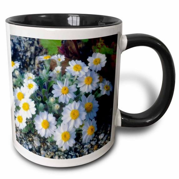 USA, California, Anza-Borrego Desert SP. Woolly Daisy Wildflowers. 11oz Two-Tone Black Mug mug-208248-4