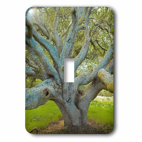 3dRose, USA, California, Briones Regional Park, Coast Live Oak., single toggle switch
