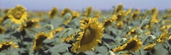 USA California Central Valley Field of sunflowers Canvas Art - Panoramic Images (36 x 12)
