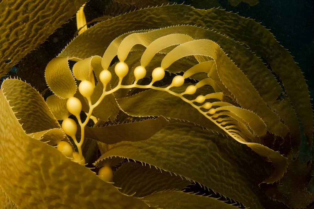 USA California Channel Islands National Marine Sanctuary Catalina Island Giant Kelp Frond showing Pneumatocysts (Macrocystis Pyrifera) Canvas Art - Dave Fleetham Design Pics (17 x 11)