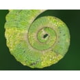 thumbnail image 1 of USA, California. Close-up of tail of Jackson's chameleon. Poster Print by Jaynes Gallery (24 x 36), 1 of 3