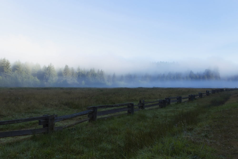 USA California Elk Prairie in fog in Prairie Creek Redwoods State Park Canvas Art - Ronald Phillips Design Pics (19 x 12)