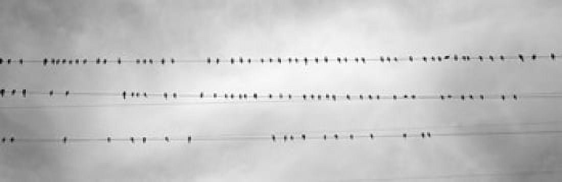 USA California Flock of birds sitting on power line Canvas Art - Panoramic Images (18 x 6)