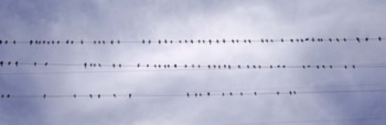 USA California Flock of birds sitting on power line Canvas Art - Panoramic Images (36 x 12)