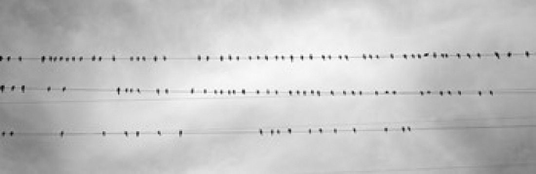 USA California Flock of birds sitting on power line Canvas Art - Panoramic Images (36 x 12)