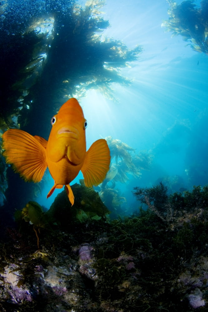 USA California Garibaldi Fish (Hypsypops Rubicundus) In Kelp Forest (Macrocystis Pyrifera) Catalina Island Canvas Art - Dave Fleetham Design Pics (11 x 17)