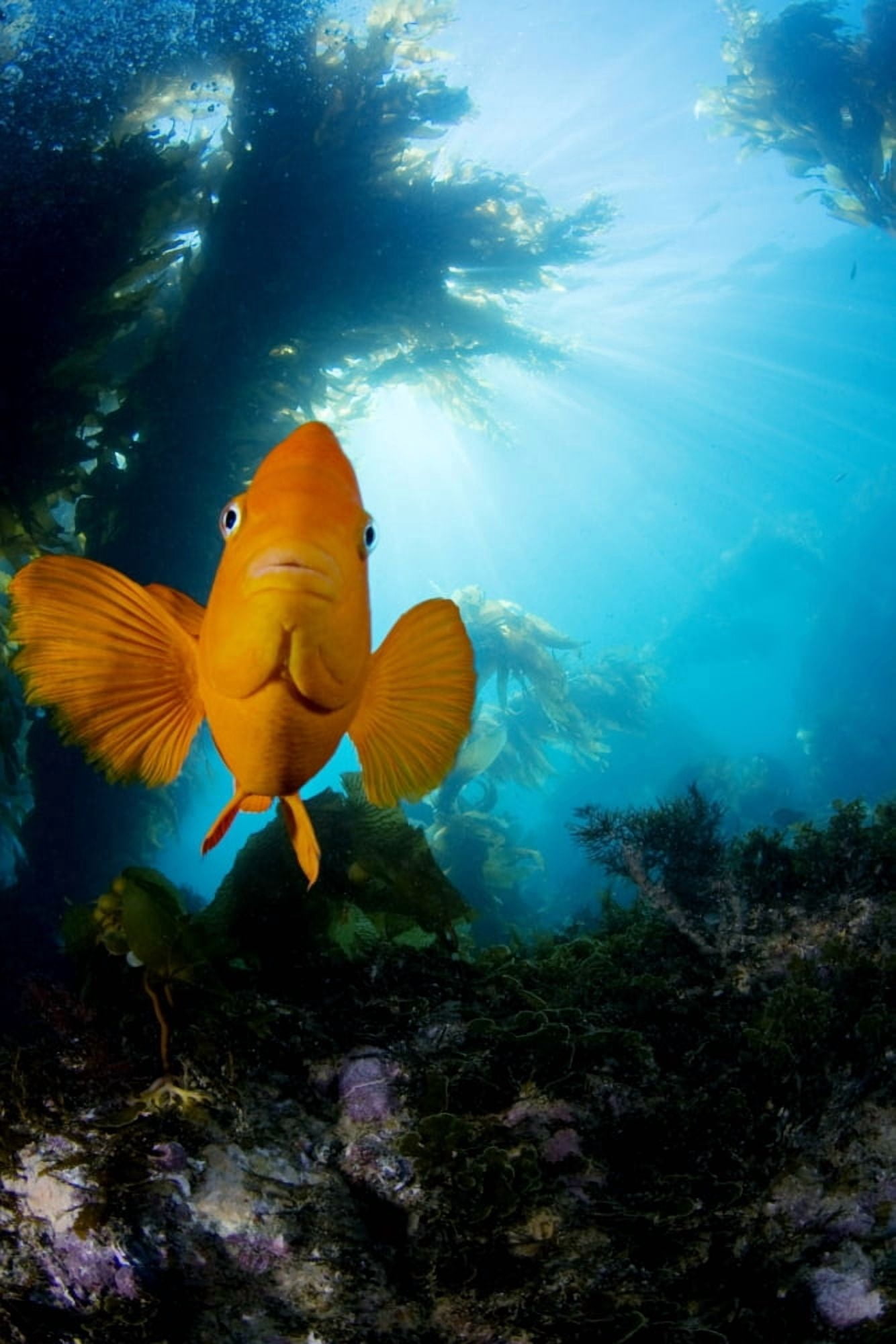 USA California Garibaldi Fish (Hypsypops Rubicundus) In Kelp Forest (Macrocystis Pyrifera) Catalina Island Canvas Art - Dave Fleetham  Design Pics (22 x 34)