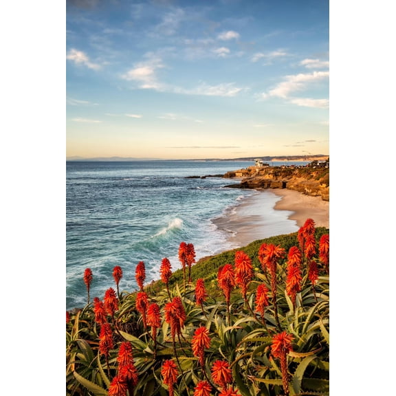 Art.com USA, California, La Jolla. Blooming aloe and Wipeout Beach Photographic Print by Ann Collins, 12" x 18"