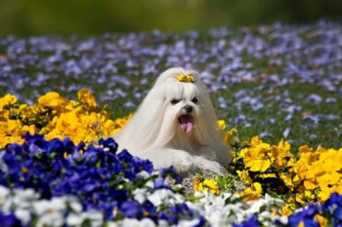 USA California Maltese lying in flowers with yellow bow Canvas Art - Zandria Muench Beraldo DanitaDelimont (24 x 16)