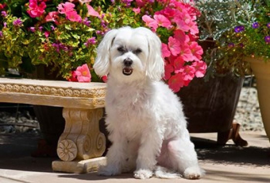 USA California Maltese sitting next to garden bench with flowers Canvas Art - Zandria Muench Beraldo DanitaDelimont (24 x 17)