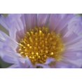 thumbnail image 1 of USA, California, Mojave Desert. Aster flower bud close-up. Poster Print by Jaynes Gallery (18 x 24), 1 of 1