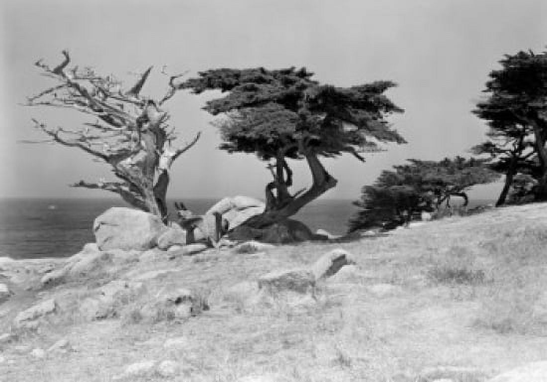 USA California Monterey trees and sea Canvas Art - (24 x 36)