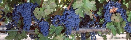 USA California Napa Valley grapes Canvas Art - Panoramic Images (36 x 12)