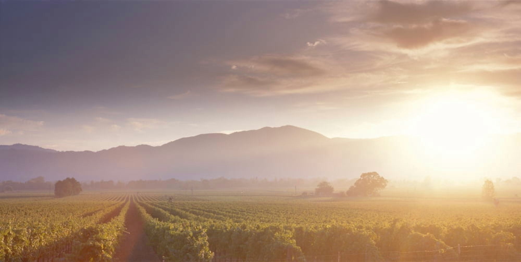 USA California Napa Valley vineyard Canvas Art - Panoramic Images (36 x 12)