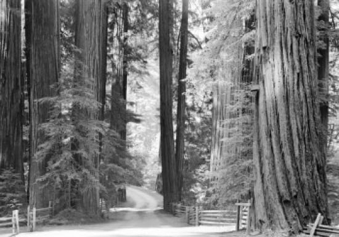 USA California Redwood National Park Canvas Art - (24 x 36)