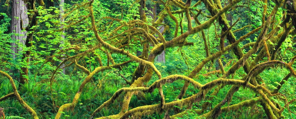 USA California Redwood National Park Canvas Art - Panoramic Images (27 x 9)