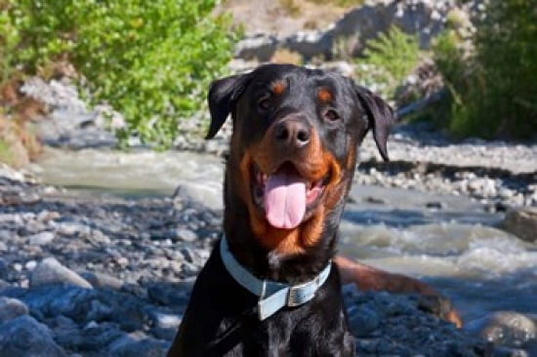 USA California Rottweiler smiling Canvas Art - Zandria Muench Beraldo DanitaDelimont (26 x 18)