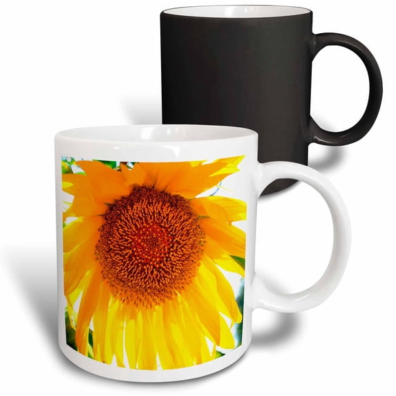 USA, California, San Diego. Mammoth Sunflower. 11oz Magic Transforming Mug mug-206973-3