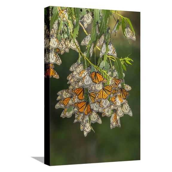 Art.com USA, California, San Luis Obispo County. Monarch butterflies in wintering cluster. Stretched Canvas Print Wall Art by Jaynes Gallery, 12" x 18"