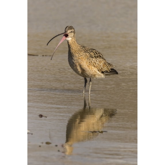 USA California San Luis Obispo. Long-billed curlew calling. Poster Print by Jaynes Gallery (18 x 24)