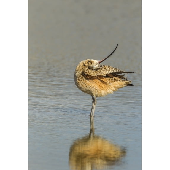 USA California San Luis Obispo. Long-billed curlew in water. Poster Print by Jaynes Gallery